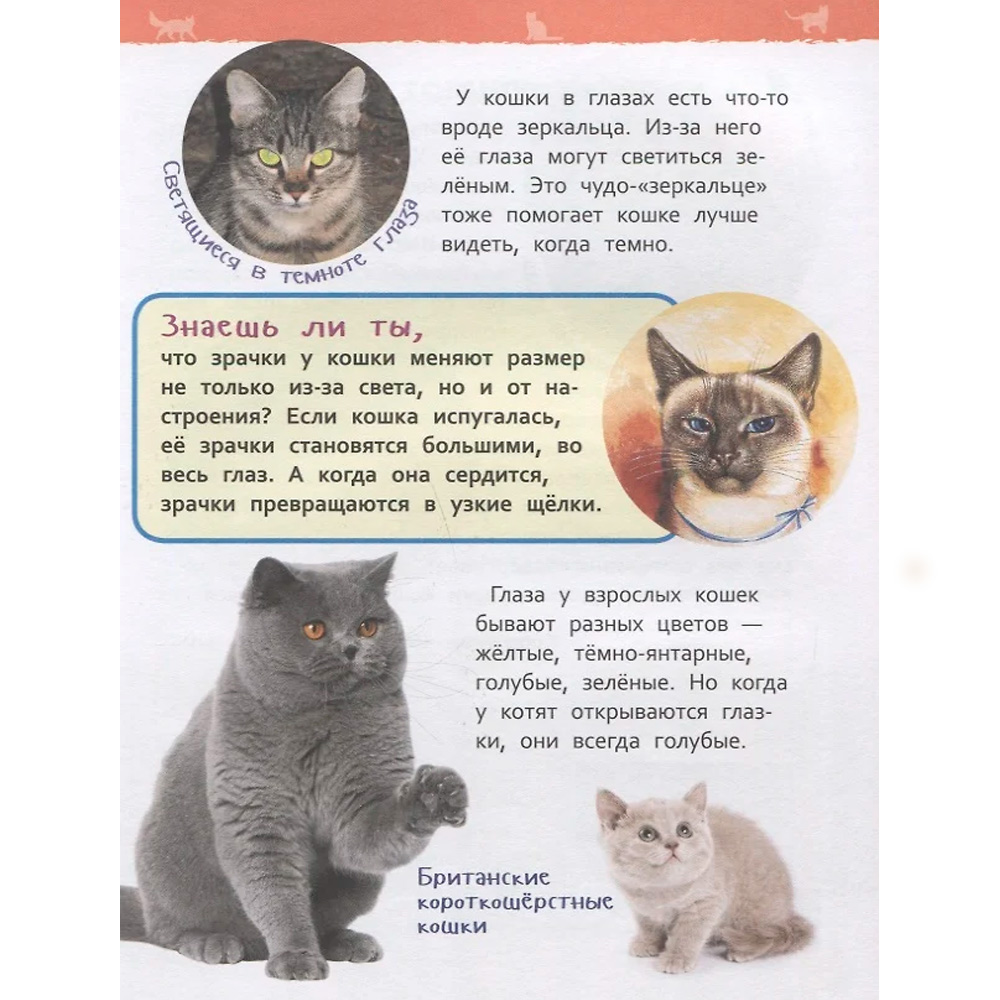 Книга 978-5-353-08776-2 Кошки и котята.Энциклопедия для детского сада. Книга 978-5-353-08776-2 Кошки и котята.Энциклопедия для детского сада.