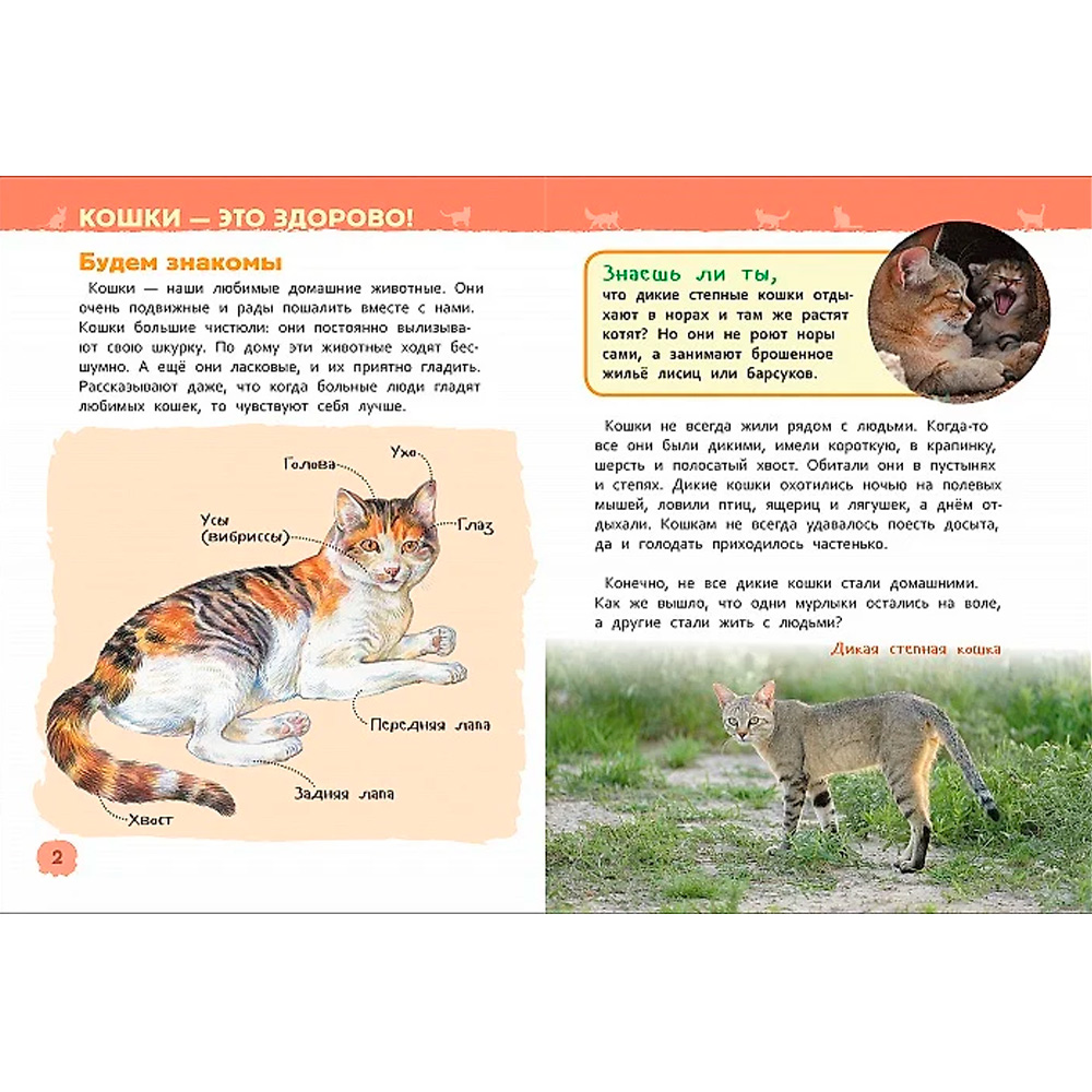 Книга 978-5-353-08776-2 Кошки и котята.Энциклопедия для детского сада. Книга 978-5-353-08776-2 Кошки и котята.Энциклопедия для детского сада.